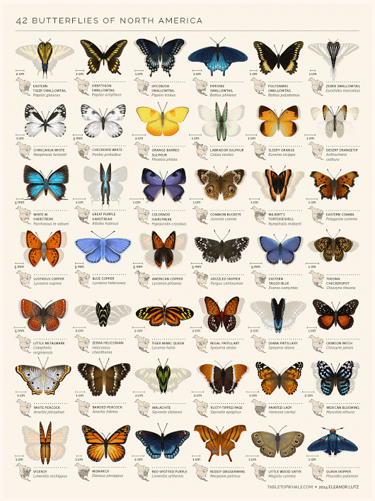 butterfly-animated-infographic.gif