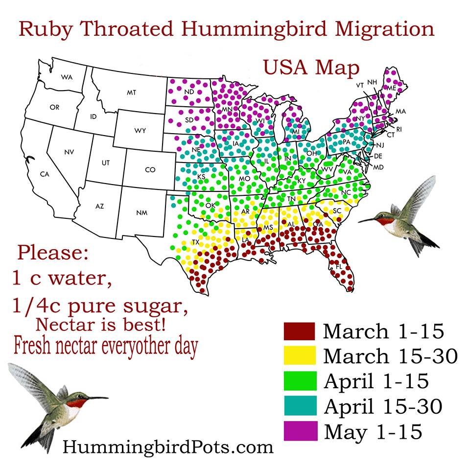 Hummingbird Migration Chart 2018